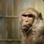 Rhesus Macacus