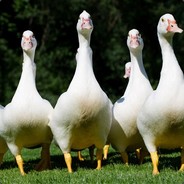 Gaggle Goose