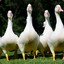Fine Geese