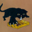 gato