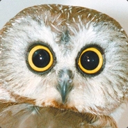 Hooty Mc Owlface