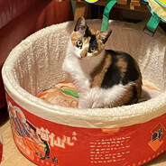 巨毒蟑螂屎蟑螂