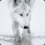 wolf.in.sno