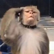 爱吃香蕉的马喽