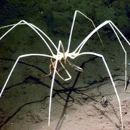 Sea Spider