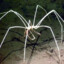 Sea Spider