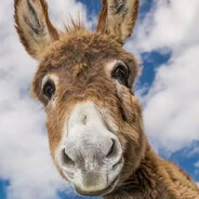 真的不吃八角姜片