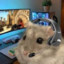 Faze Hampster