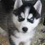 Hauty | Siberian Husky