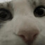Razorr