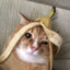 Banan Katt