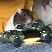 Gamer Rat