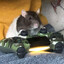 Gamer Rat