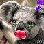koala