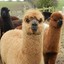 ALPACA