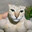 klashy-