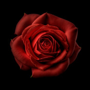 Red Rosalia