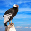Andean condor
