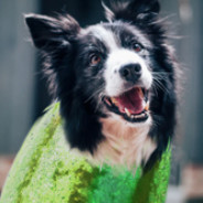 Melon Collie