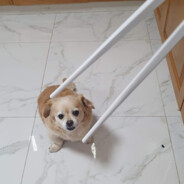 bow wow