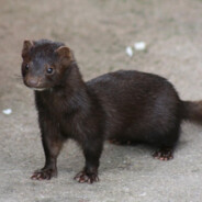 Mink