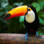 ToucaN
