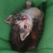 두바이쫀득 정민