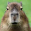 The Mighty Capybara