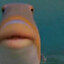 b0g