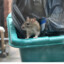 Junk Rat