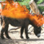 Burning Donkey