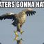 Hawk Hater