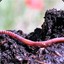 EddyTheEarthworm