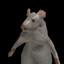 rat
