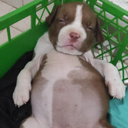 Perro_waton