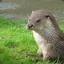 Otter