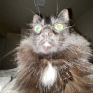 DÆNIEL