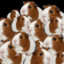 50 Guinea pigs in a Trench coat