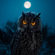 Oᗯᒪ ℡ᴖ̈🦉