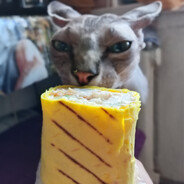 Marcel_the_cat_potato