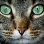Jesscat