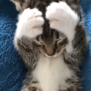 stinker's avatar