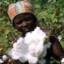 Cotton picker