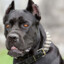 CANECORSO