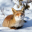 Little_Fox