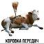 koks karibskiy