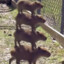 Capybara