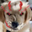 Savage DevilMo