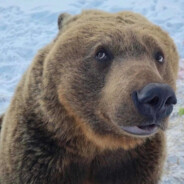 Пьяный дровосек