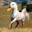 Duckhorseling